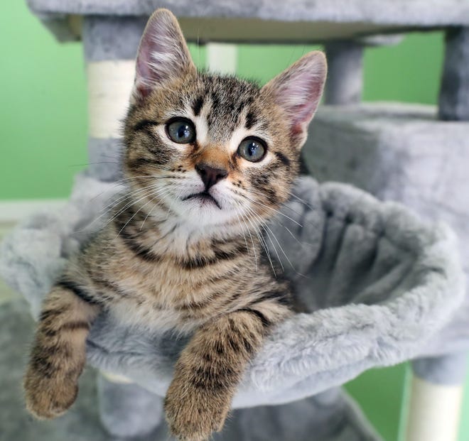 Happy lounges in one of the cat trees at Ziggy's Cat Lounge in Bremerton on Monday, Aug. 14, 2023.