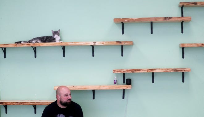 Blossom the cat lounges on the shelves above Shane Gabel at Ziggy's Cat Lounge in Bremerton on Monday, Aug. 14, 2023.